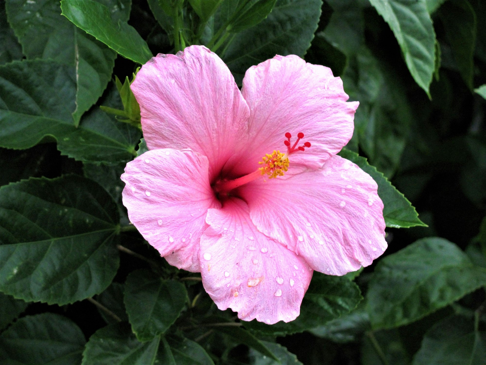 雨のしずくが残る、ピンクのハイビスカスの花